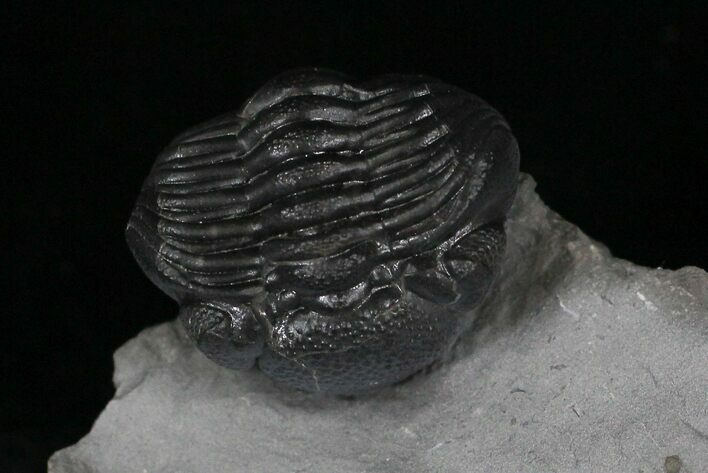 Large Enrolled Eldredgeops Trilobite From New York #9205